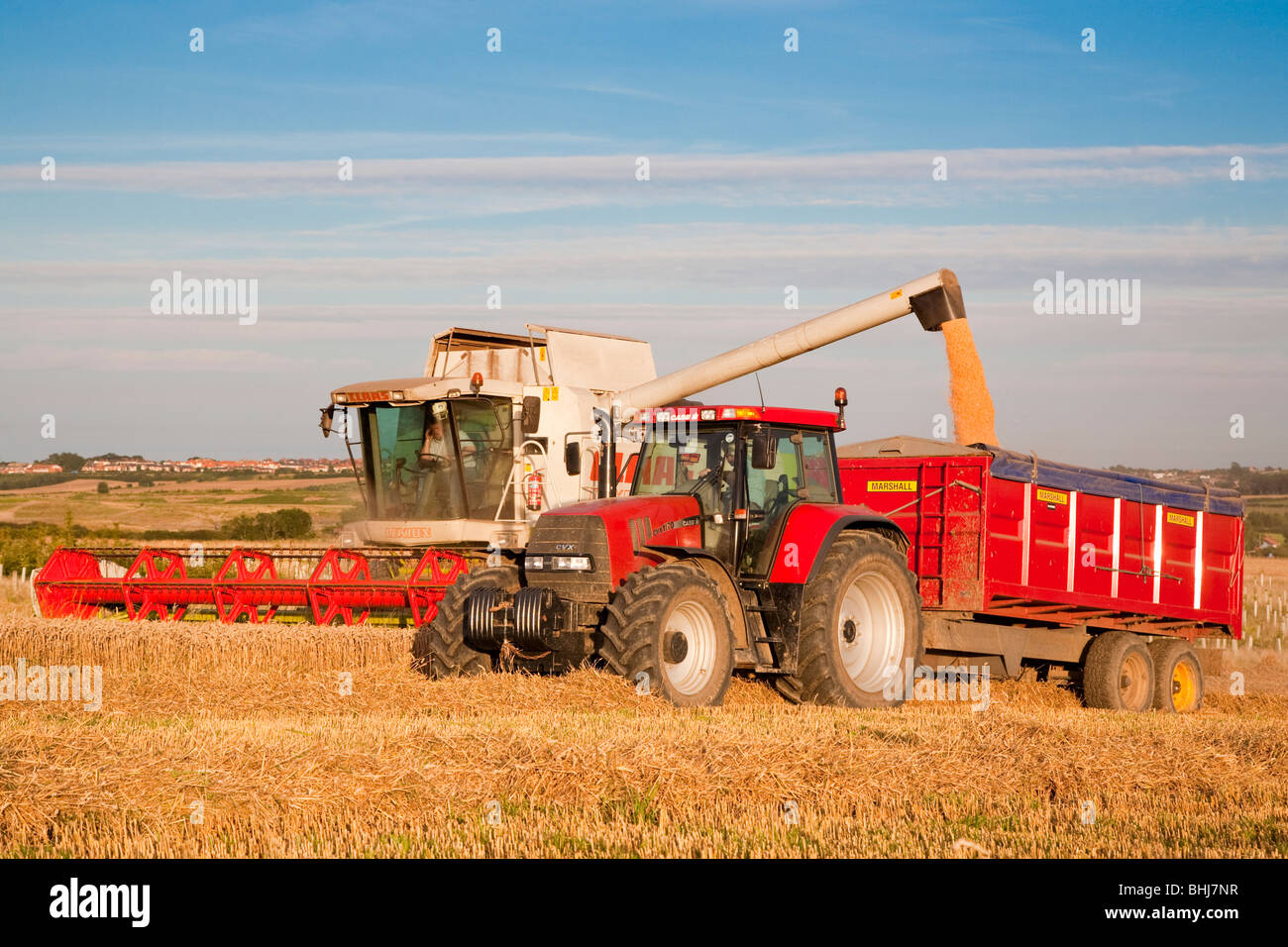 La raccolta di frumento nel campo di grano in sera la luce solare Foto Stock