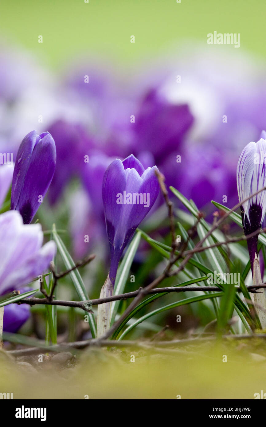Crocus fiori in primavera Foto Stock
