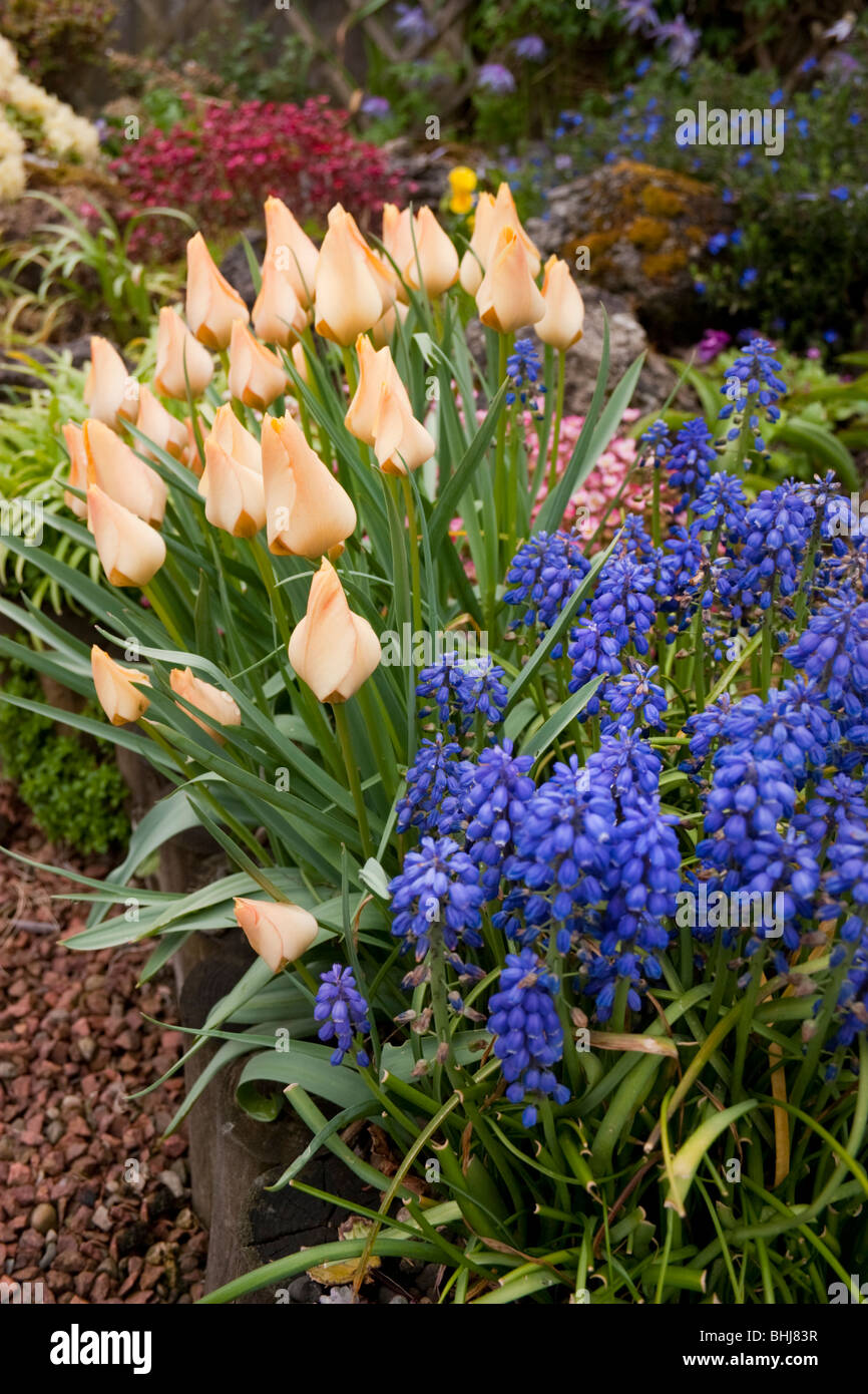 Giardino fiorito con tulipani e muscari Foto Stock