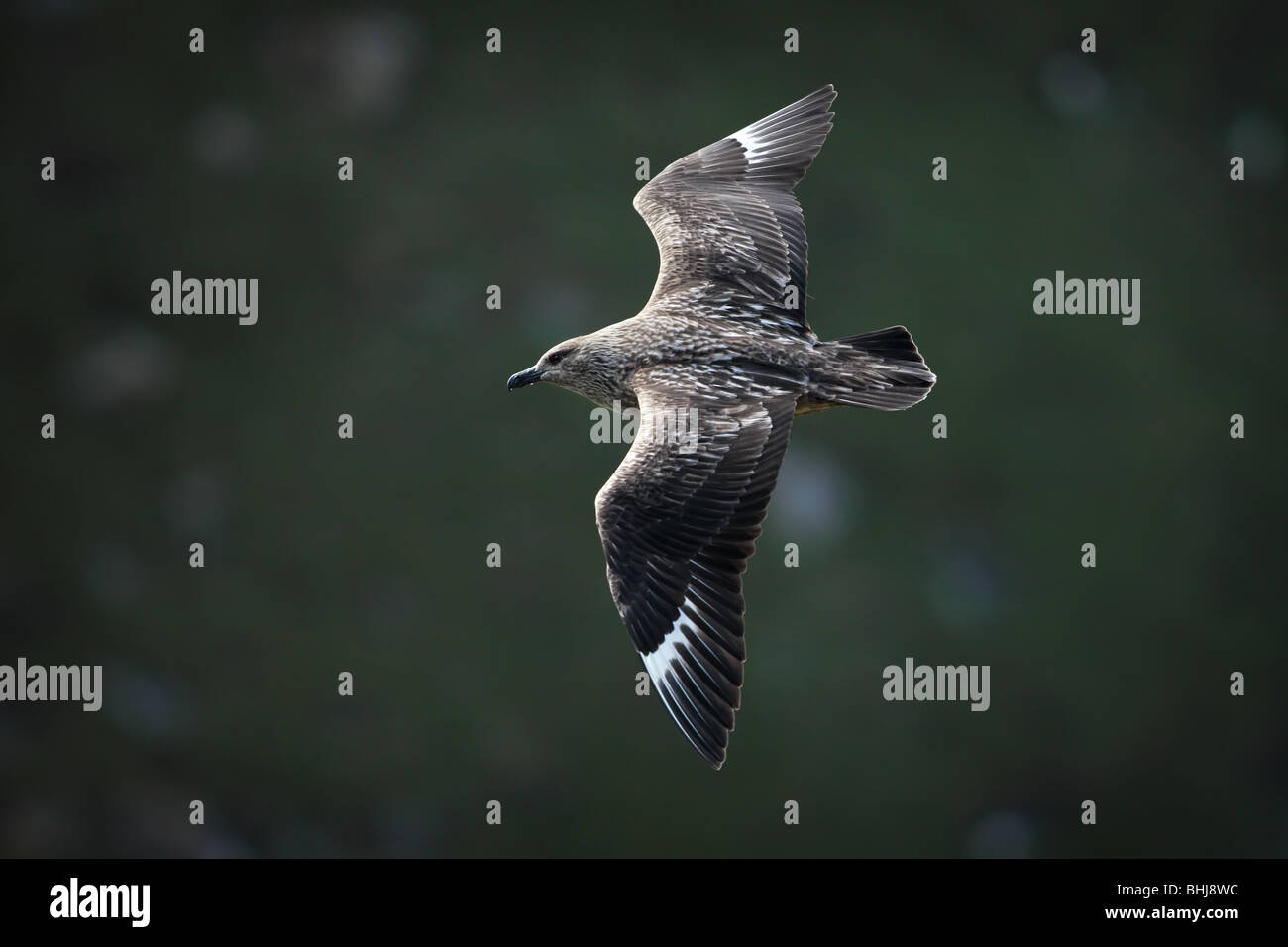 Grande Skua in volo Foto Stock