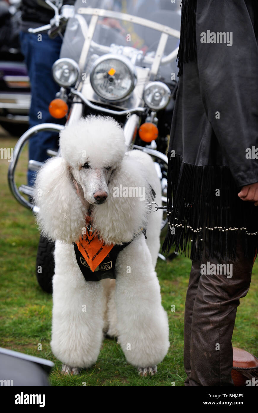 Un barboncino cane a bikers rally in Weston-Super-Mare Regno Unito Foto Stock
