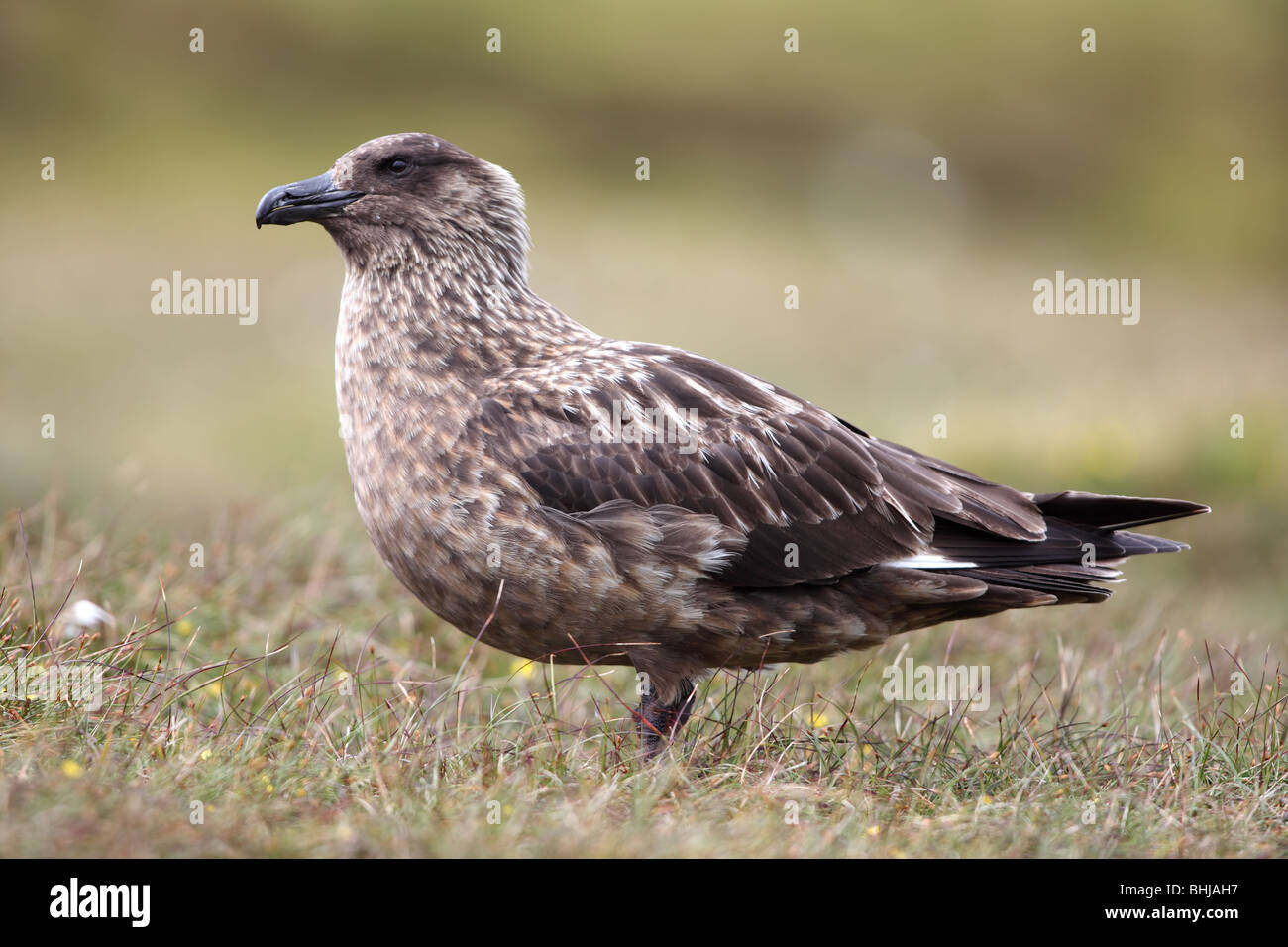 Grande Skua - Stercorarius skua Foto Stock