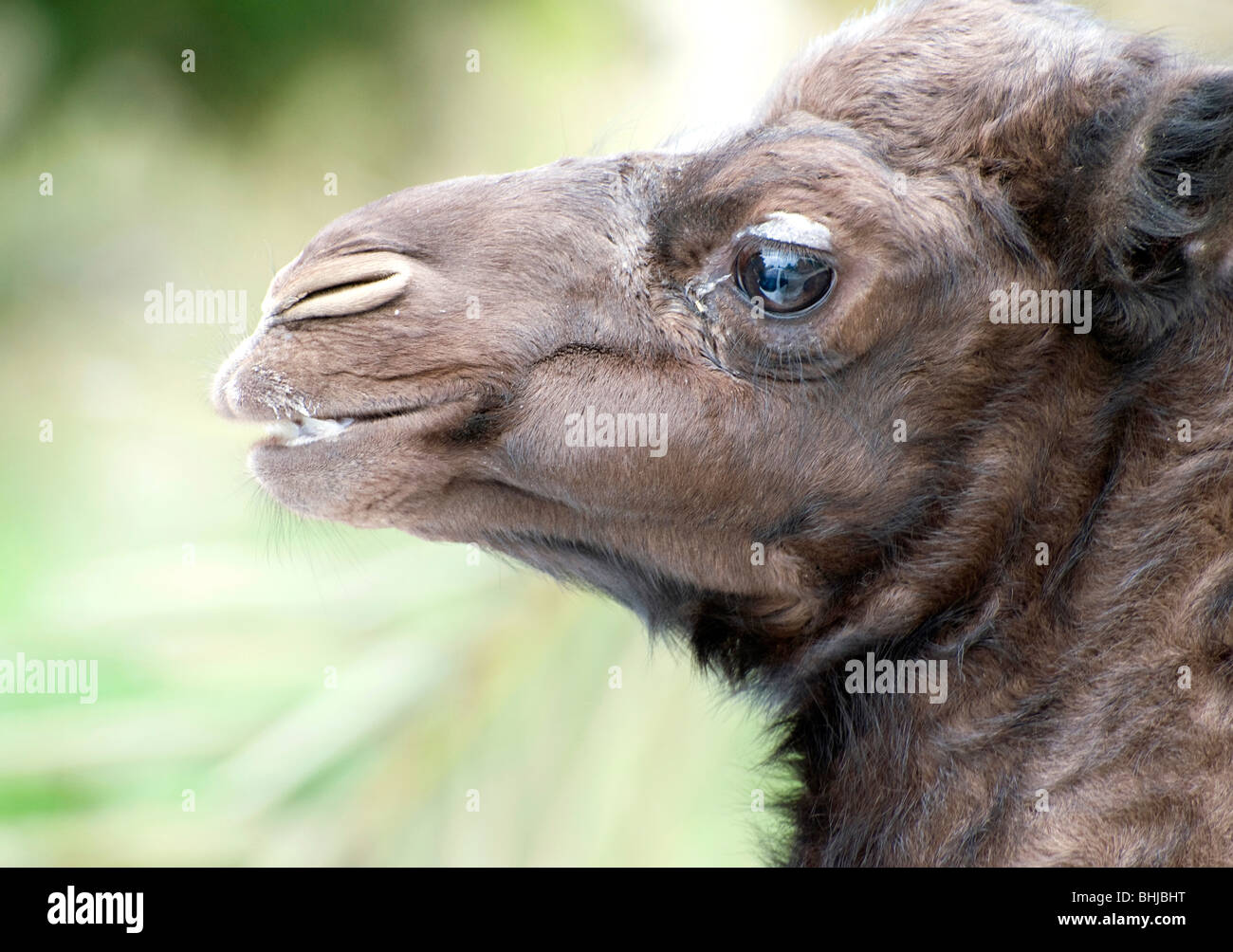 Primo piano della testa di un bambino cammello Foto Stock