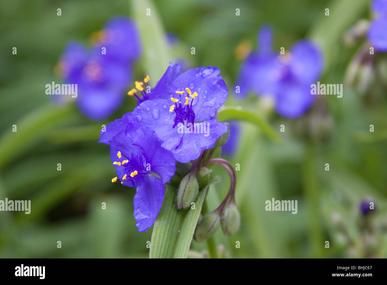 Tradescantia Virginiana in fiore in North Carolina garden Foto Stock