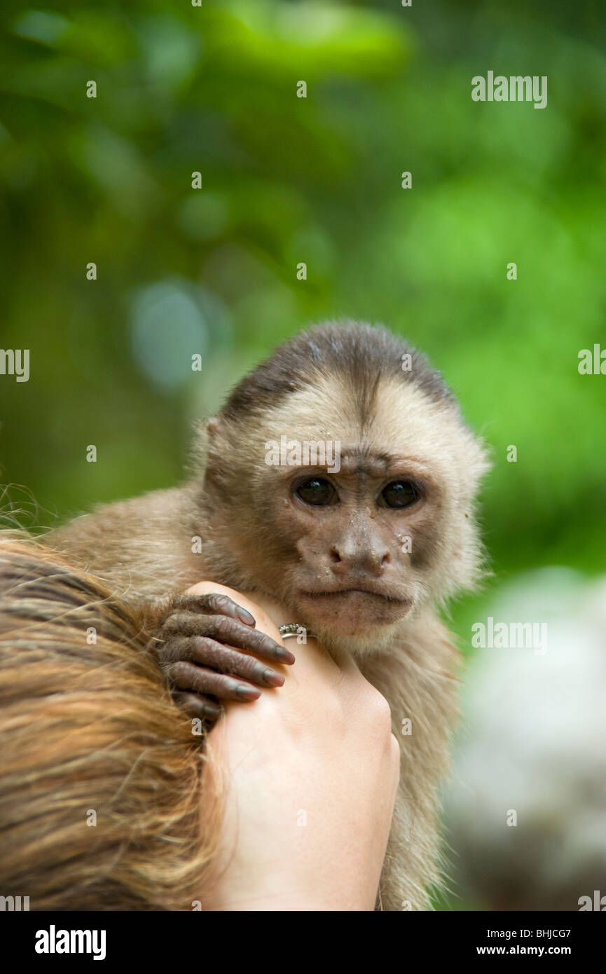 Una scimmia tenendo le mani con un essere umano ad una riserva vicino Sinchicuy, Amazon, Perù Foto Stock