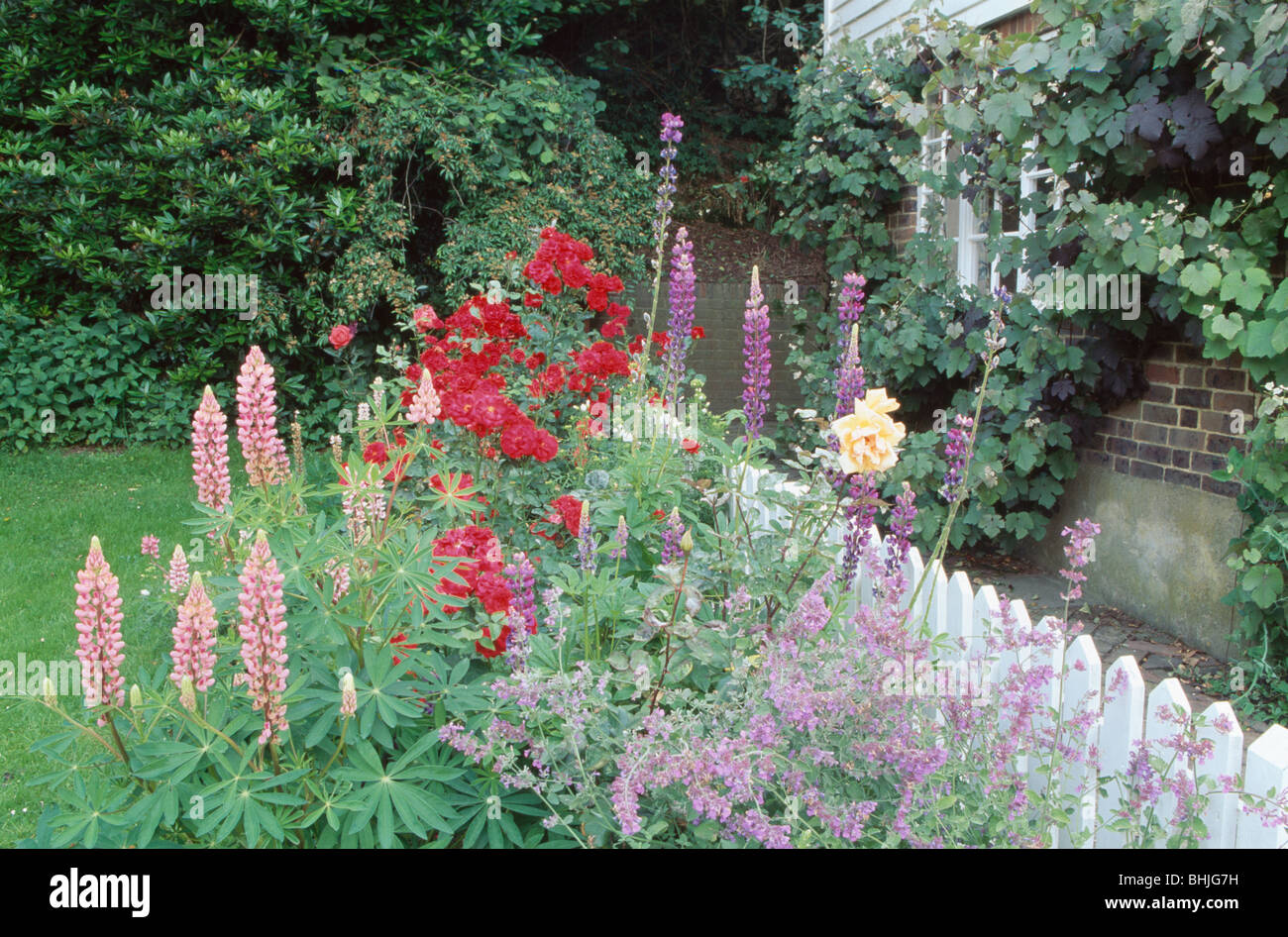 Lupini rosa con rose rosse e malva nepitella in estate accanto al confine white Picket Fence in country garden Foto Stock