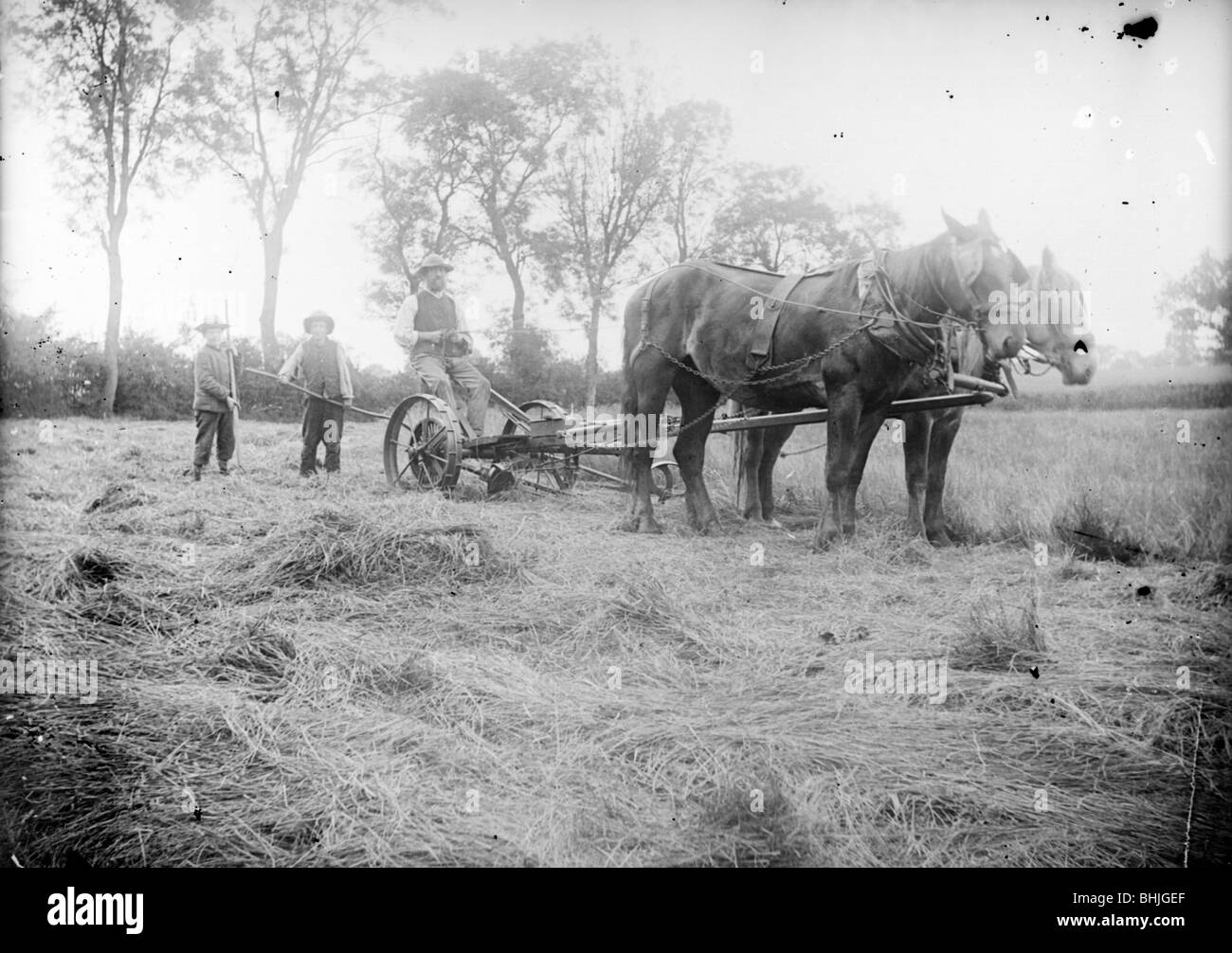 Un cavallo disegnato con taglio trasversale con la falciatrice in azione nei pressi di Hellidon, Northamptonshire, C1873-c1923. Artista: Alfred Newton & Sons Foto Stock