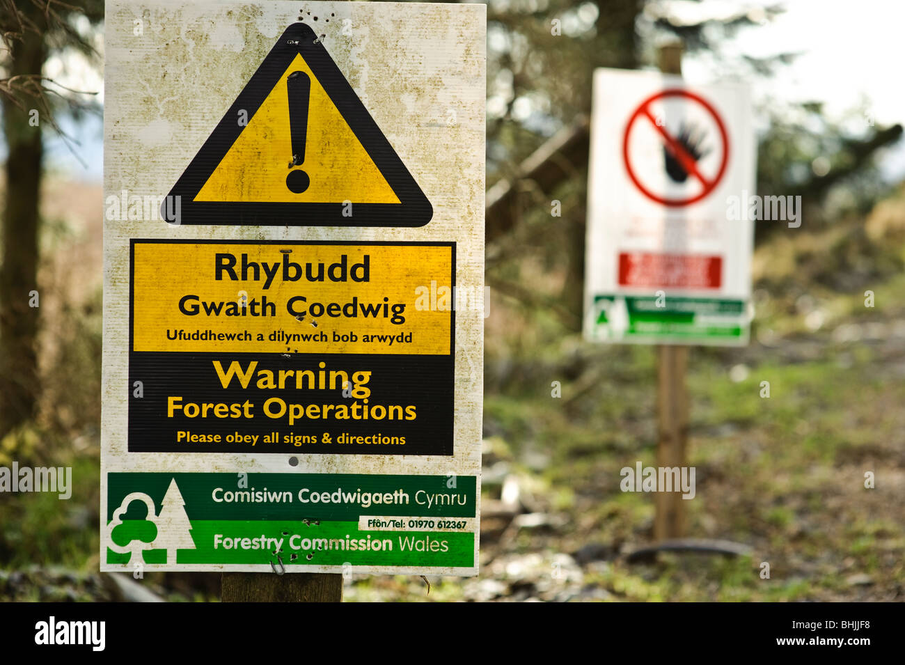 Bilingue commissione forestale cartello segnaletico, gioco di bosco e la raccolta, Wales UK Foto Stock