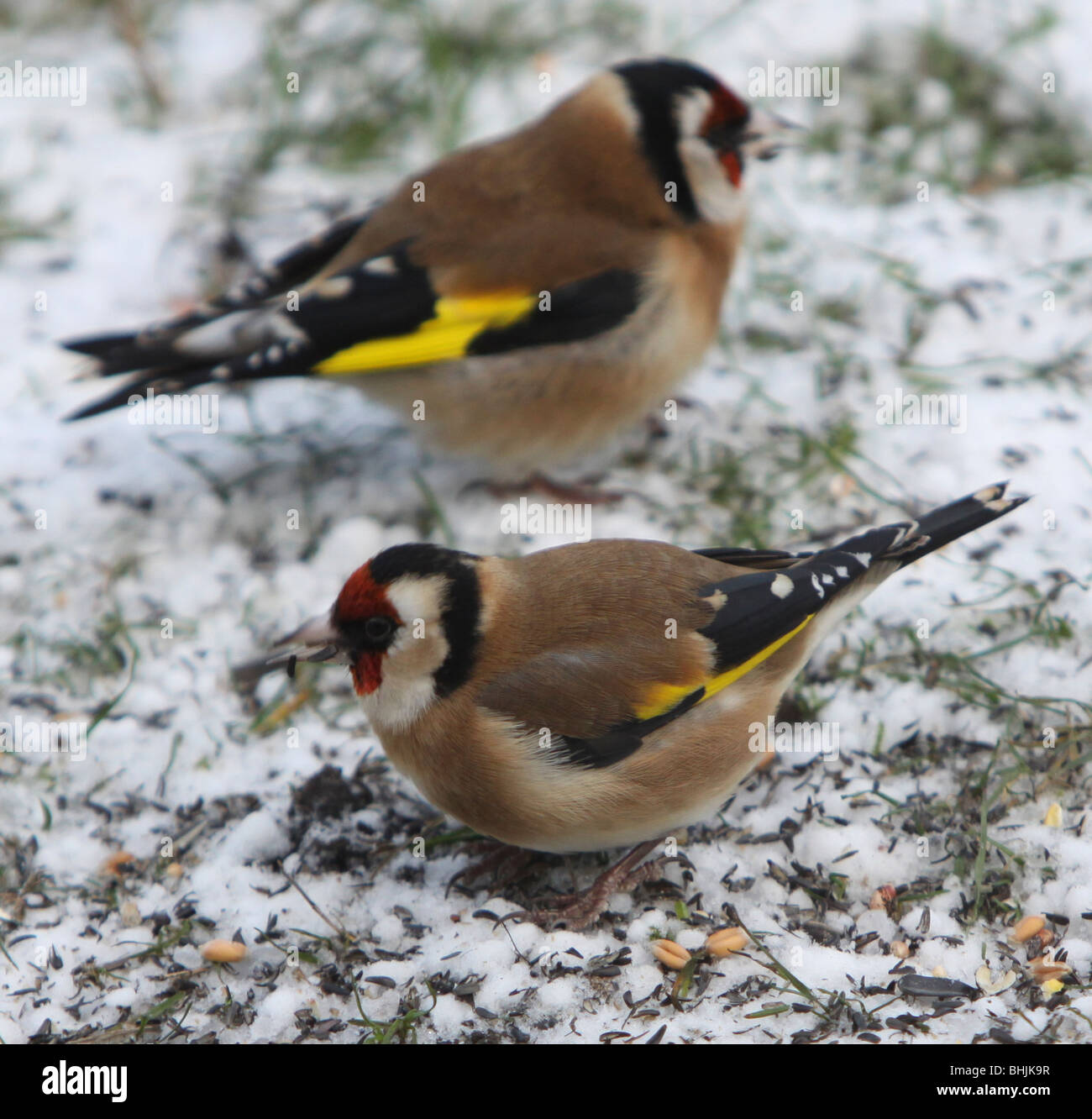 Due carabine che si nutrono di semi più nigeri nella neve Foto Stock