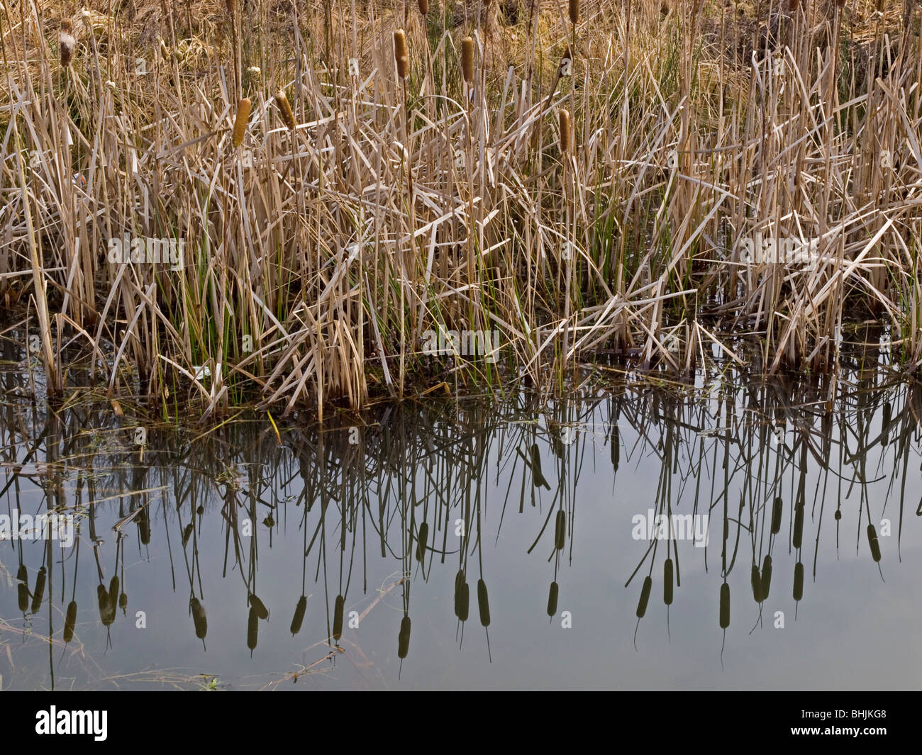 Bullrushes Typha latifolia Foto Stock