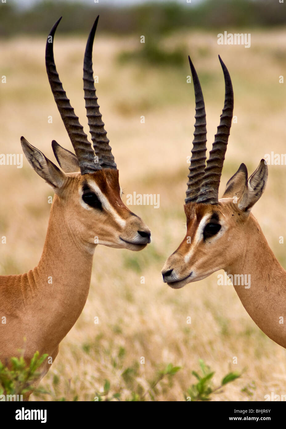 Grant's Gazelle, parco nazionale orientale di Tsavo, Kenya, Africa Foto Stock