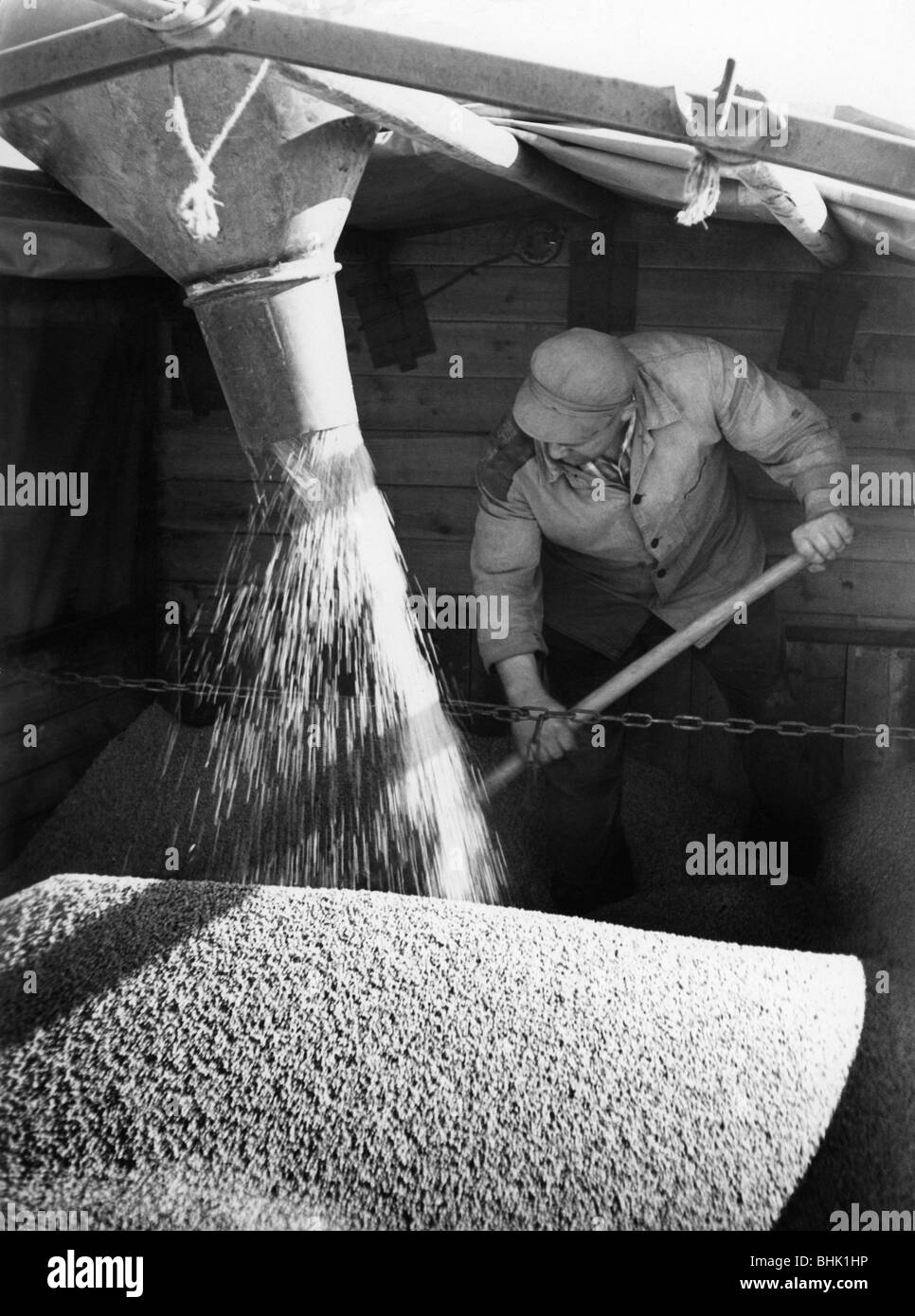 agricoltura, persone durante il lavoro, uomo distanziando grano su camion, circa 1960s, Foto Stock