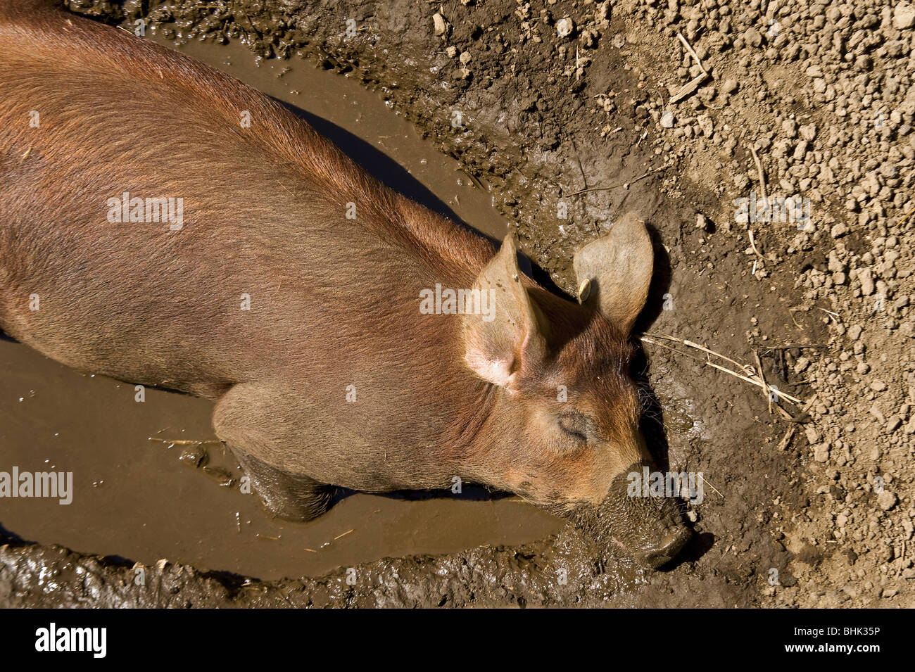 Un maiale a dormire in una pozza Foto Stock