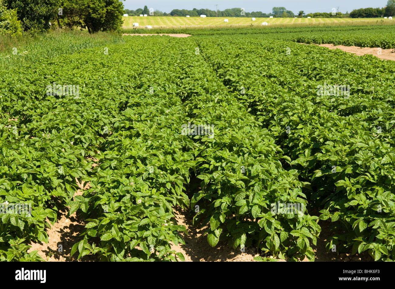 Campo di patate (Solanum tuberosum) cresce in campagna di Kent Foto Stock