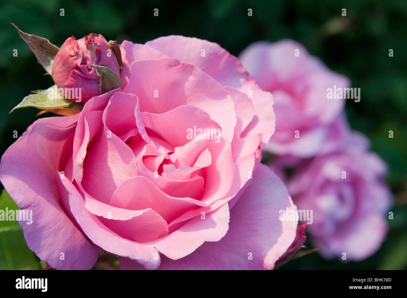 Rose, parco Planten un Blomen, Amburgo, Deutschland | rosato, il parco  Planten un Blomen, Amburgo, Germania Foto stock - Alamy