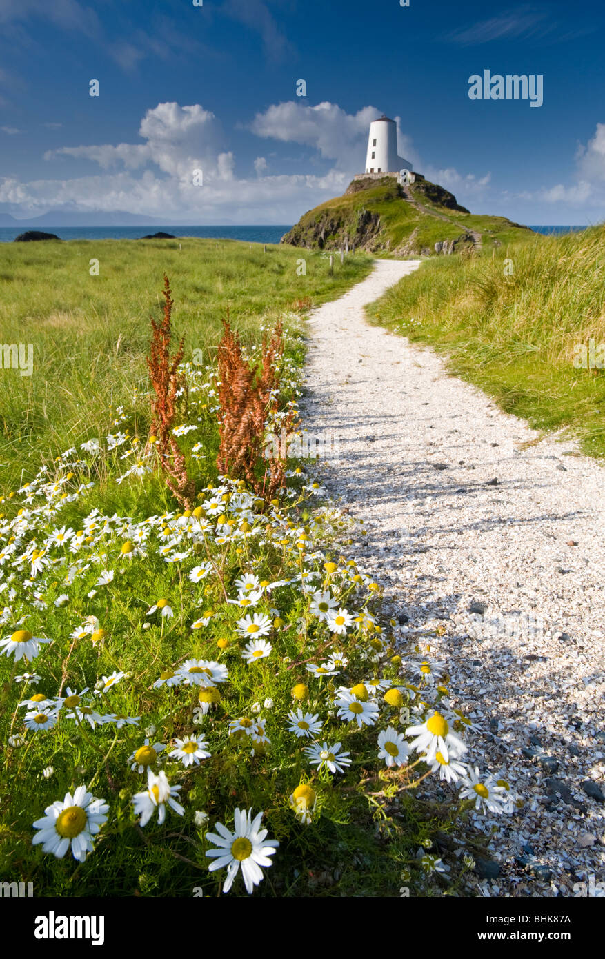 Faro di TWR Mawr e fiori selvatici, Llanddwyn Island, vicino a Newborough, Anglesey, Galles del Nord, REGNO UNITO Foto Stock