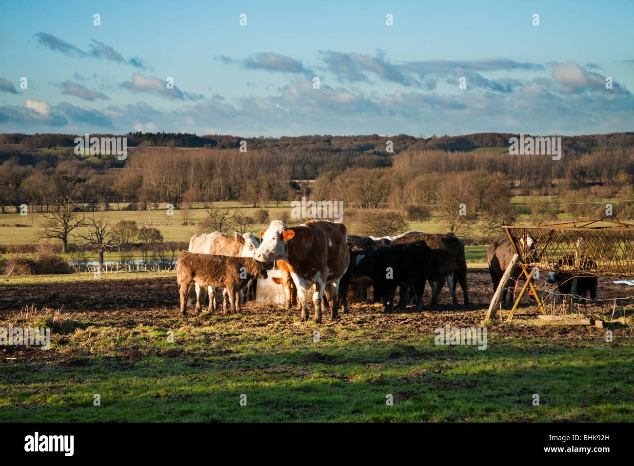 Alimentazione bestiame che si affaccia sulla valle di Kennett, Aldermaston, Berkshire, Regno Unito Foto Stock