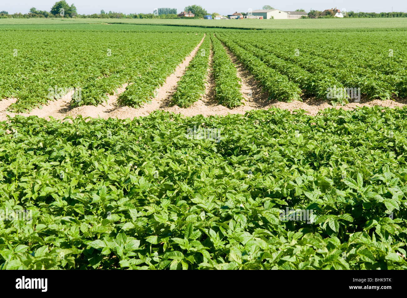 Campo di patate (Solanum tuberosum) cresce in campagna di Kent Foto Stock