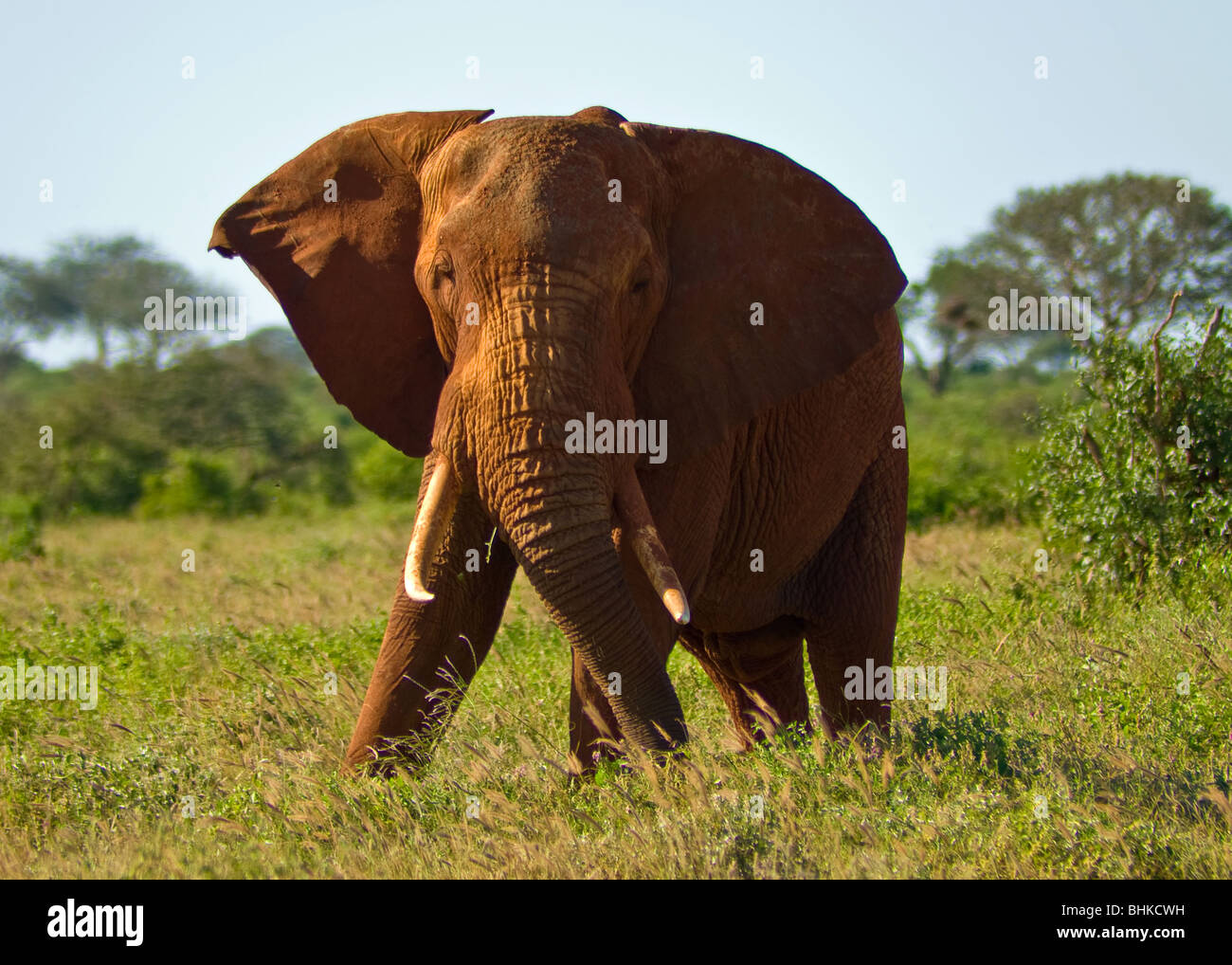 Elefante, parco nazionale orientale di Tsavo, Kenya, Africa Foto Stock