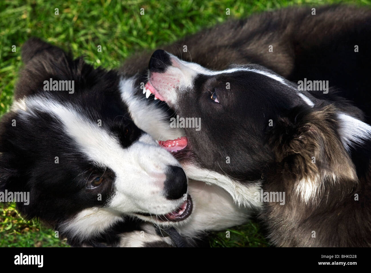 Border Collies (Canis lupus familiaris) svolgono combattimenti Foto Stock