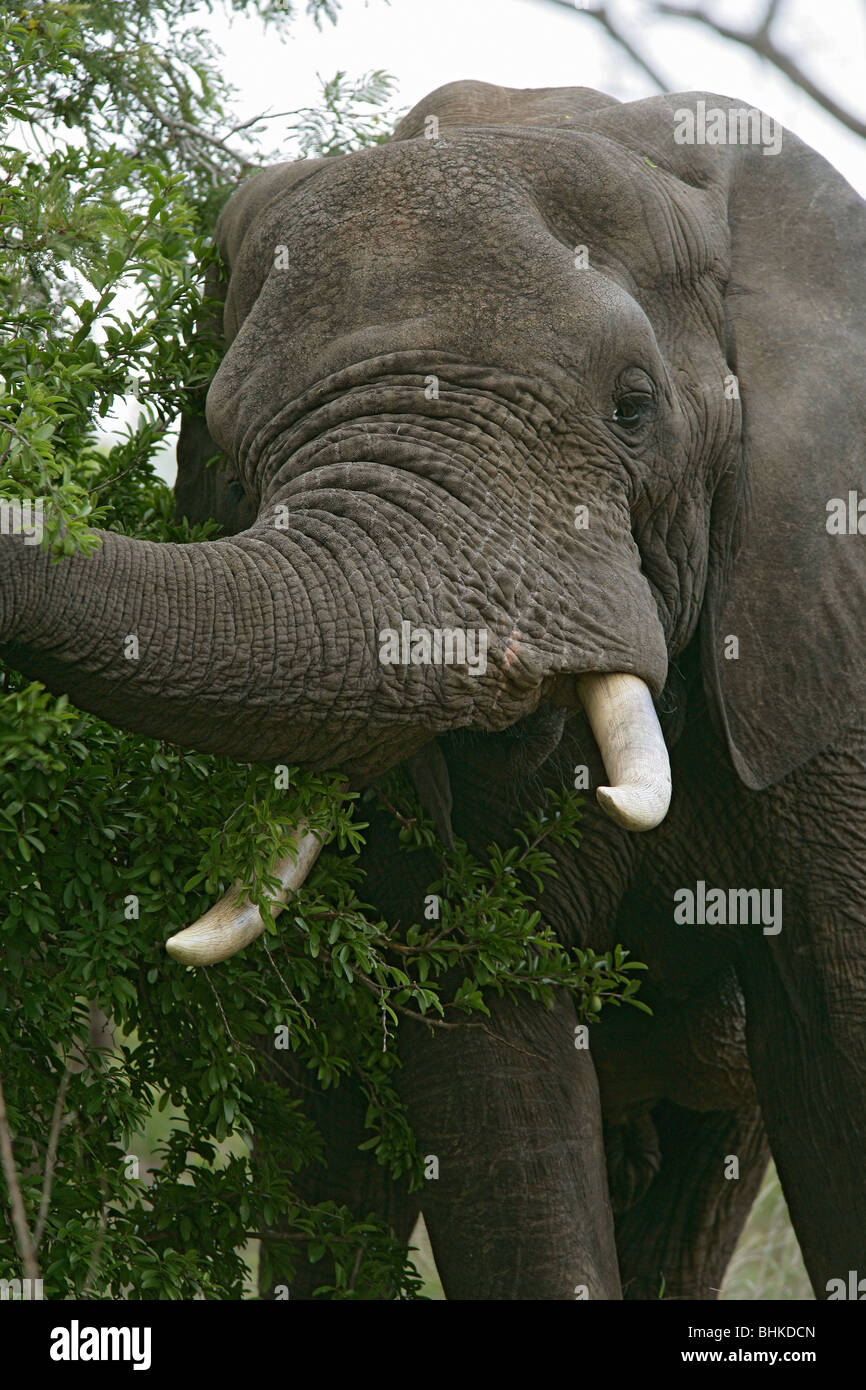 Un maschio selvatico bull Elephant nel sud bush Africano o Bulshveld Foto Stock