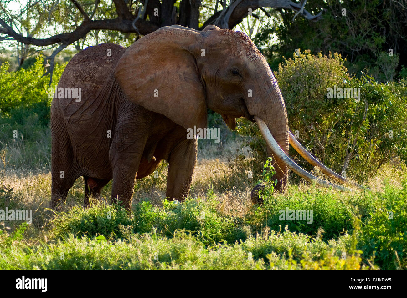 Elefante, parco nazionale orientale di Tsavo, Kenya, Africa Foto Stock