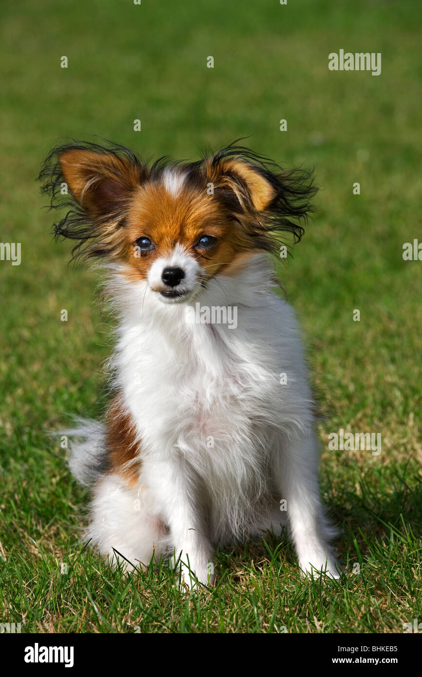 Papillon cane (Canis lupus familiaris) in giardino Foto Stock