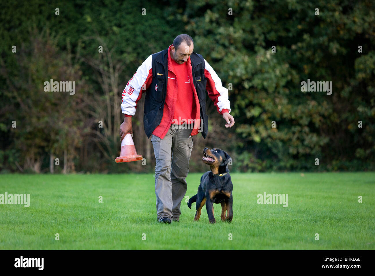 Uomo con cono di traffico e Rottweiler (Canis lupus familiaris) pup in giardino Foto Stock
