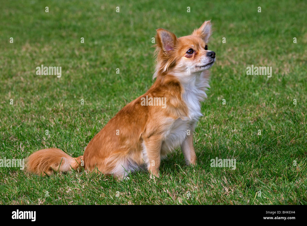 Papillon cane (Canis lupus familiaris) seduto sul prato in giardino Foto Stock