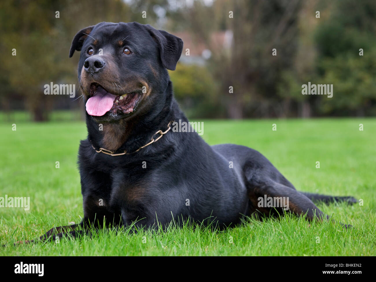 Rottweiler (Canis lupus familiaris) giacente sul prato in giardino Foto Stock