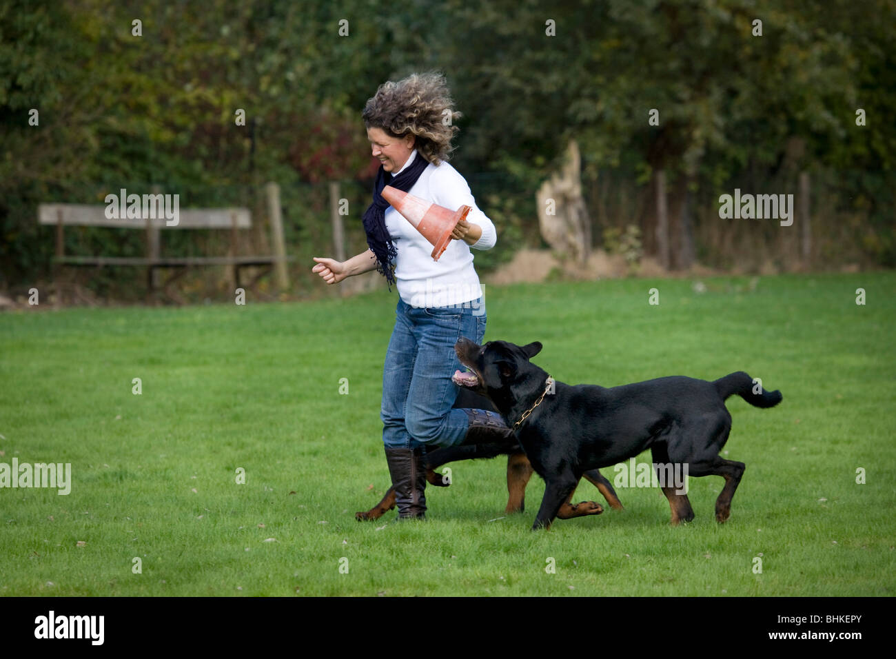 La donna in esecuzione con due Rottweiler (Canis lupus familiaris) in giardino Foto Stock