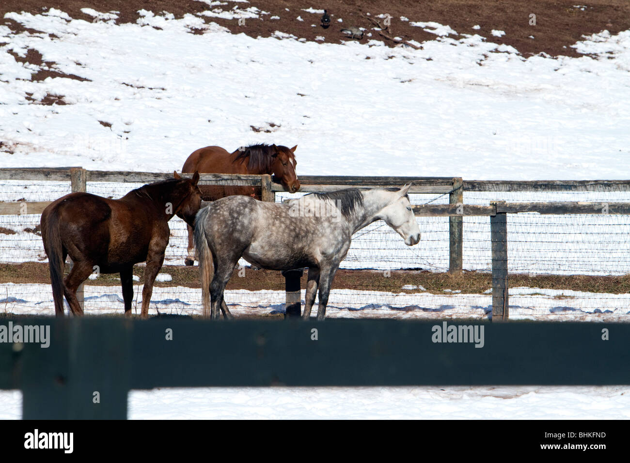 Un colline punteggiano grigio colore colore a cavallo con due cavalli marrone in corallo. Girato in inverno con neve sul terreno. Foto Stock