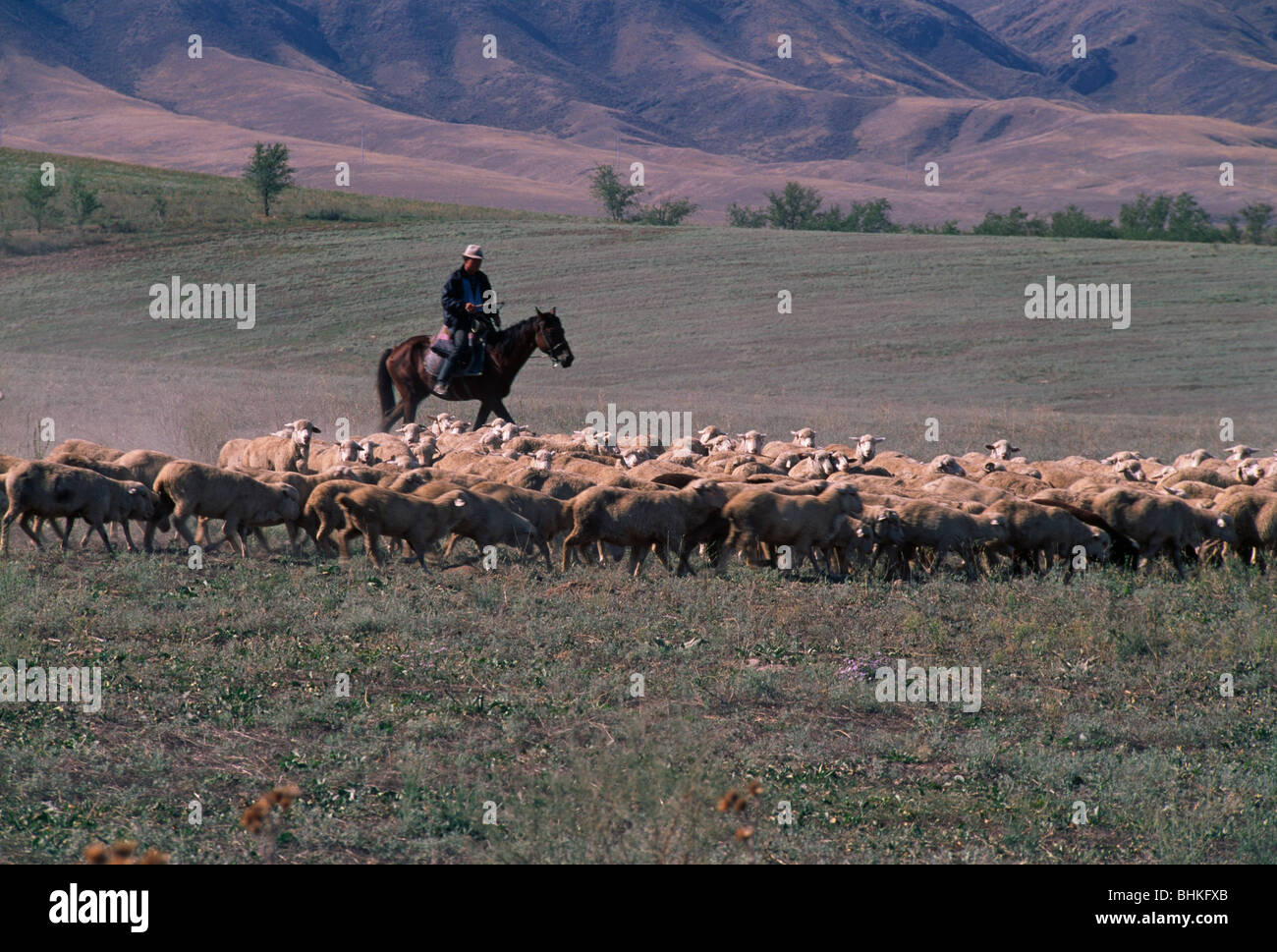 Il kazako pastore radunare le pecore, degli Altai in montagna la distanza, Sud Almaty, Kazakhstan Foto Stock