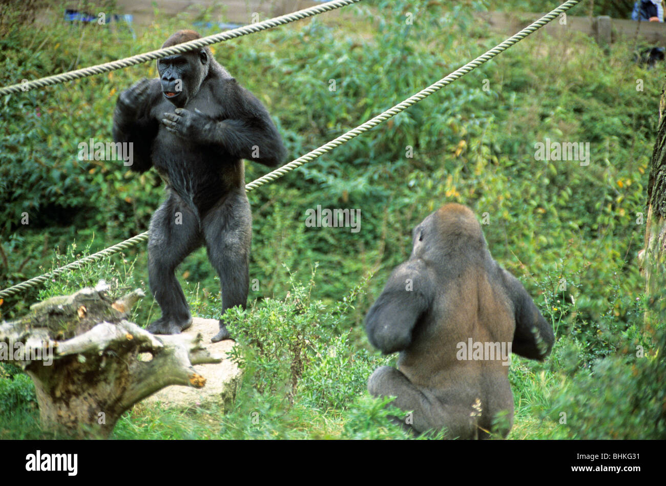 Due giovani maschi di gorilla in uno zoo Foto Stock