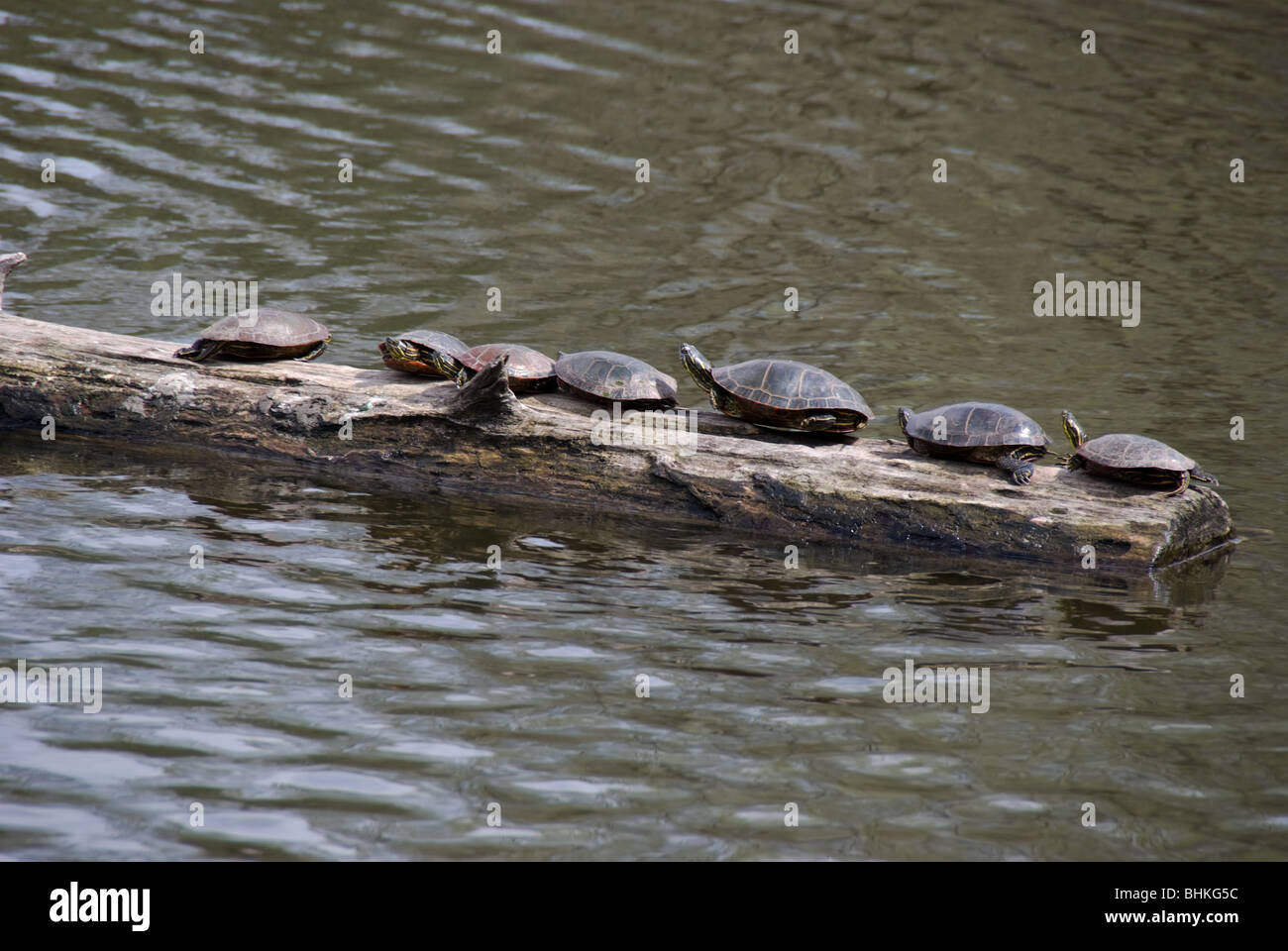 Sette rosso-eared cursori crogiolarsi su un log su un laghetto Foto Stock