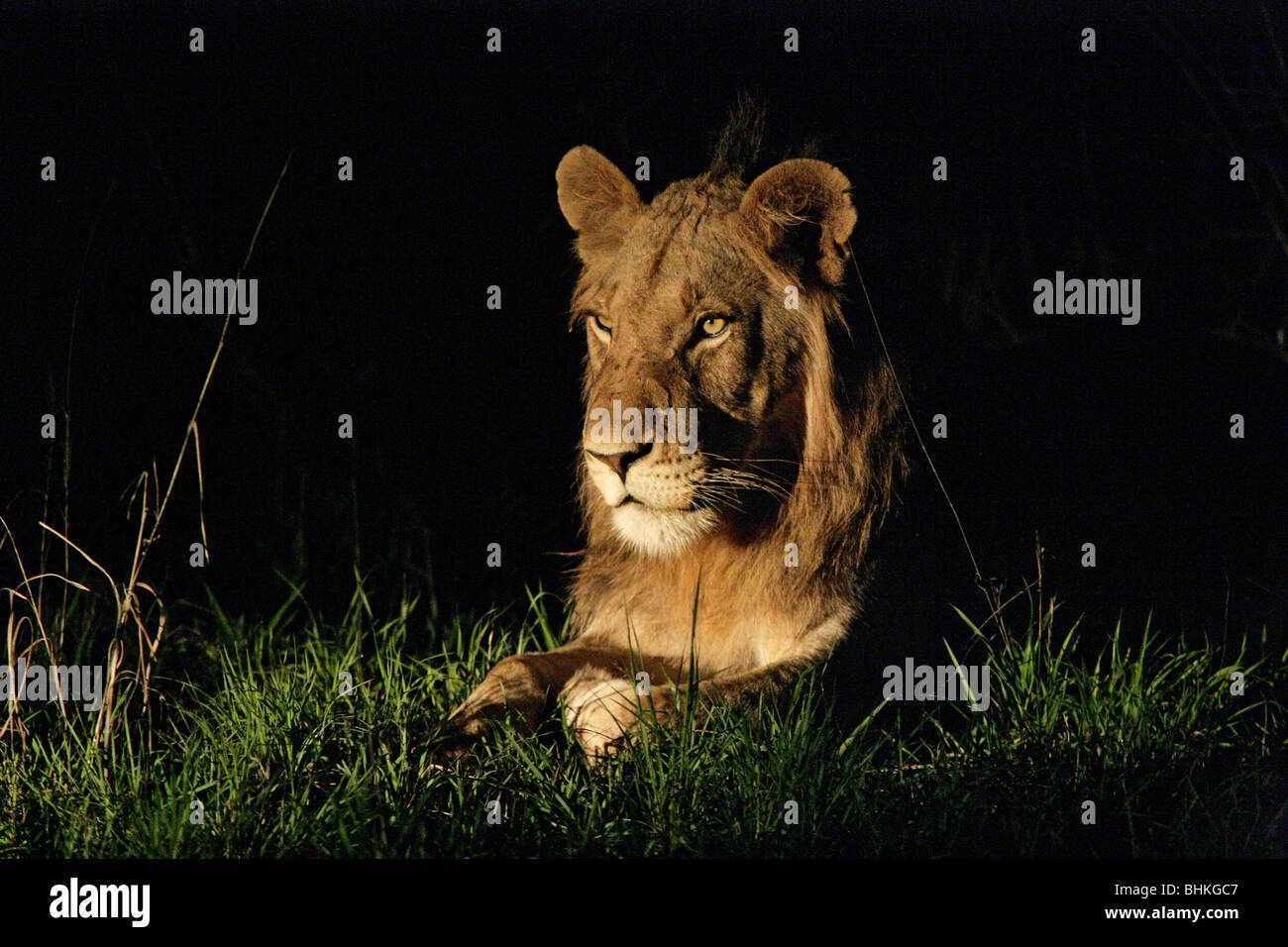 Wild lion nel Sud Africana di bush o di Bushveld di notte. Foto Stock