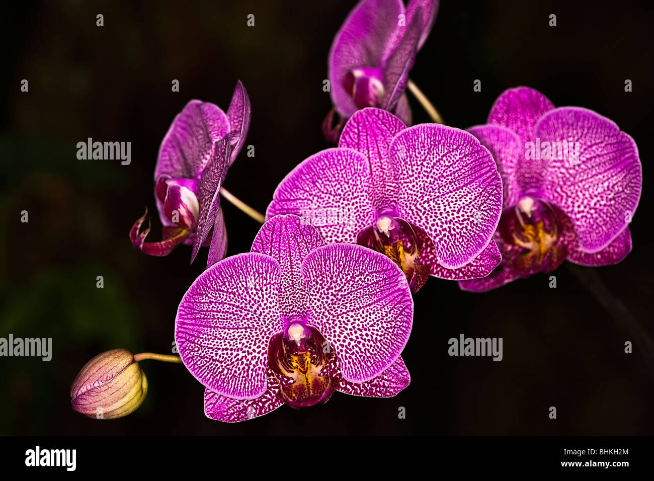 Orchidee - close up Foto Stock