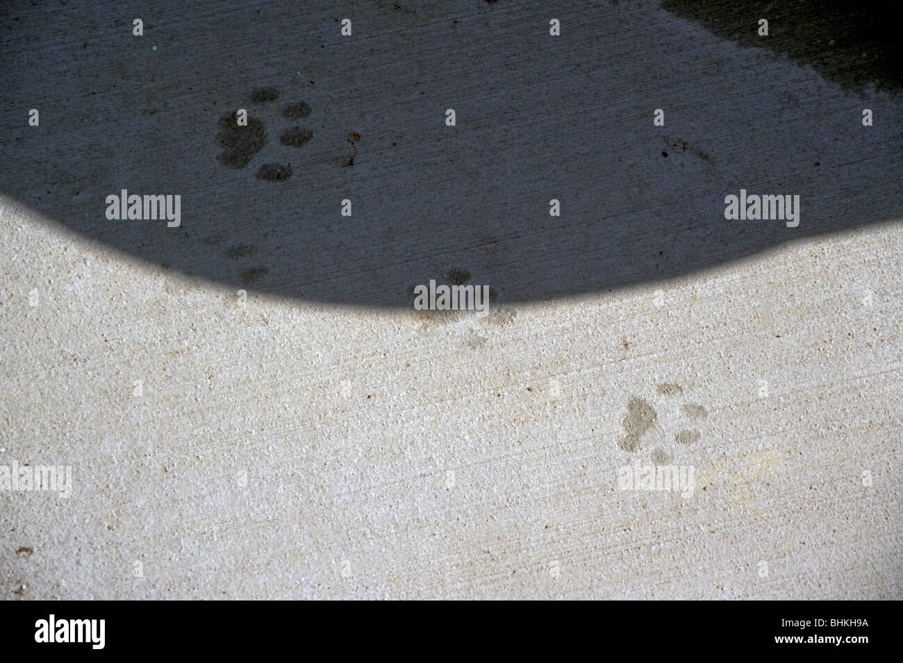 Cat orme calcestruzzo nuovo pour foot print mark identità Foto Stock