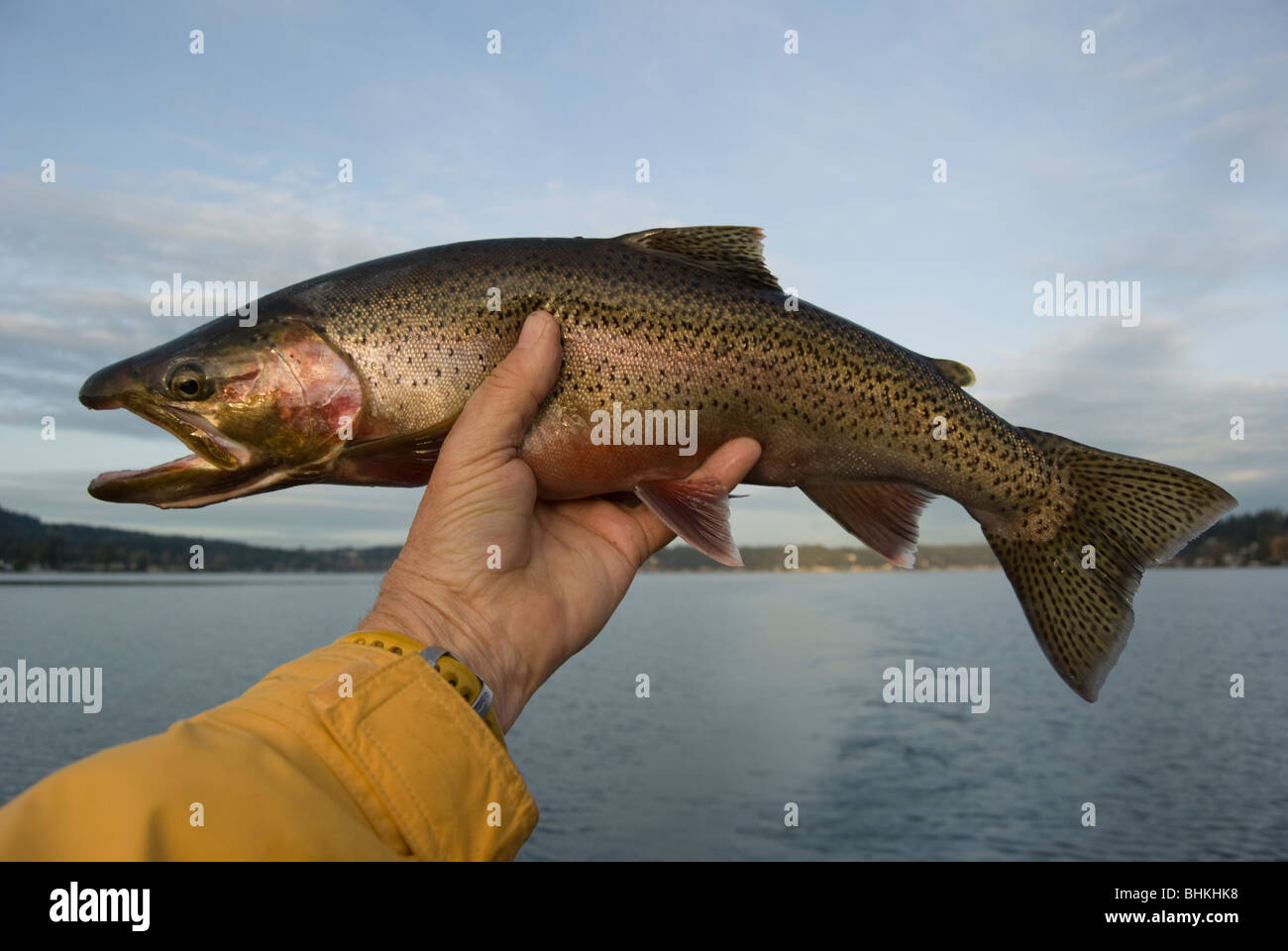 Tagliagole pesca alla trota di lago Sammamish, Washington, nei pressi di Seattle. Foto Stock