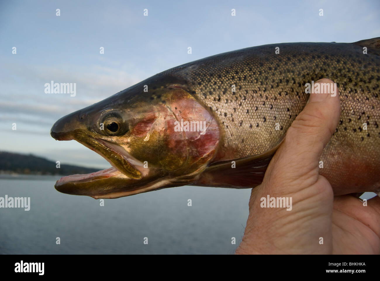 Tagliagole pesca alla trota di lago Sammamish, Washington, nei pressi di Seattle. Foto Stock