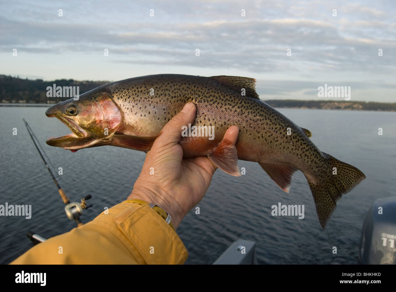 Tagliagole pesca alla trota di lago Sammamish, Washington, nei pressi di Seattle. Foto Stock