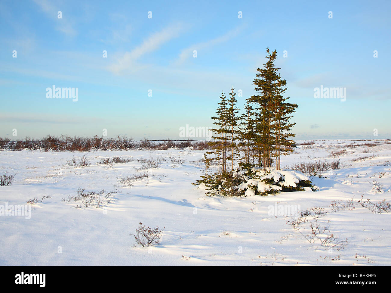Abete bianco sulla tundra, Baia di Hudson, Canada Foto Stock