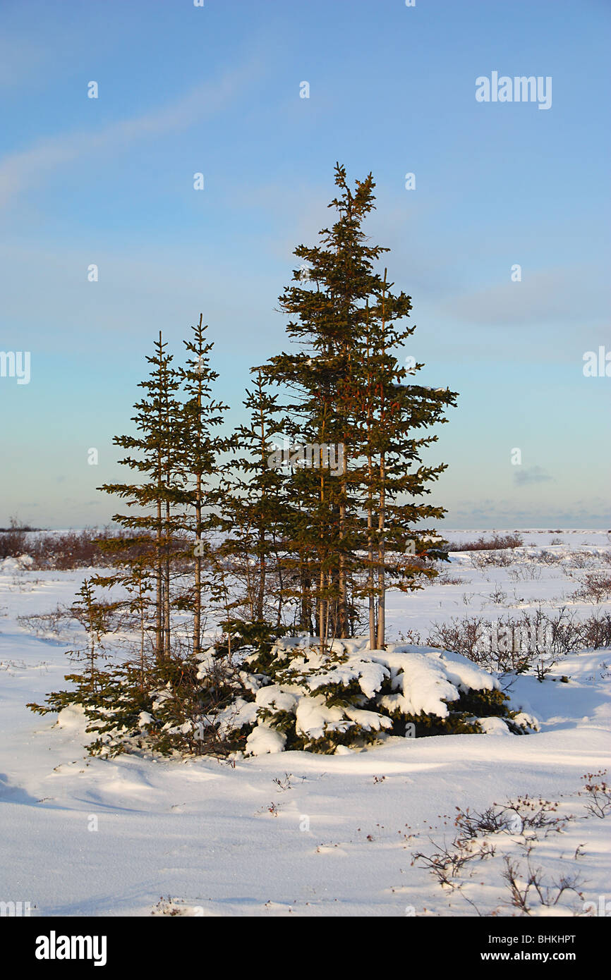 Abete bianco sulla tundra, Baia di Hudson, Canada Foto Stock