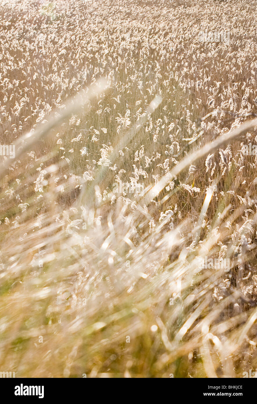 Golden luce splende su un prodotto di lunga erba selvatica . Foto di Matt Kirwan Foto Stock