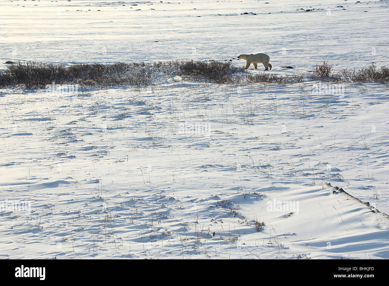 Orso polare nella tundra paesaggio di Wapusk National Park, Canada Foto Stock