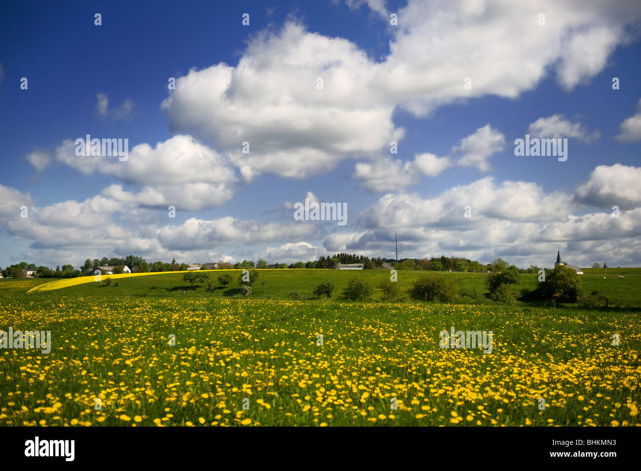 I campi di erba con denti di leoni in Eifel Germania Foto Stock