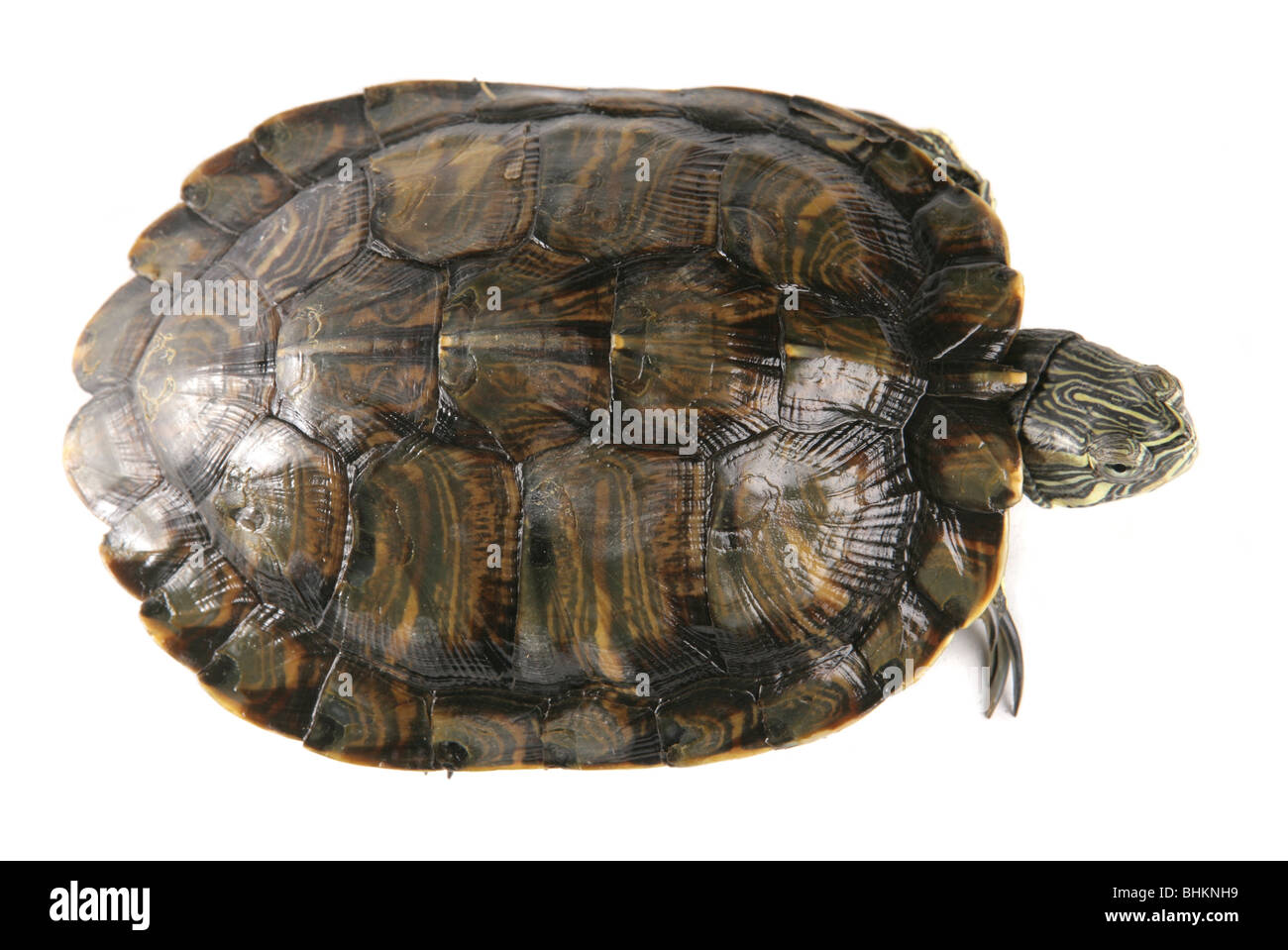 Rosso-eared slider Trachemys scripta elegans Ritratto di unica femmina adulta da sopra Studio, Captive, REGNO UNITO Foto Stock