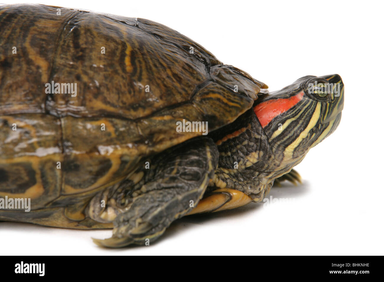 Rosso-eared slider Trachemys scripta elegans ritratto del singolo adulto maschio Studio, Captive, REGNO UNITO Foto Stock