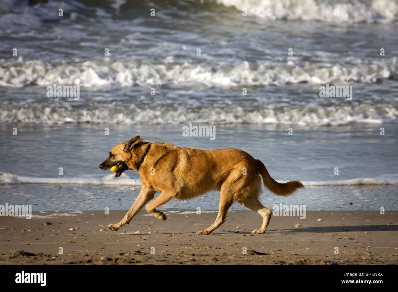 Pastore belga Malinois cane (Canis lupus familiaris) con sfera in bocca in esecuzione sulla spiaggia, Belgio Foto Stock