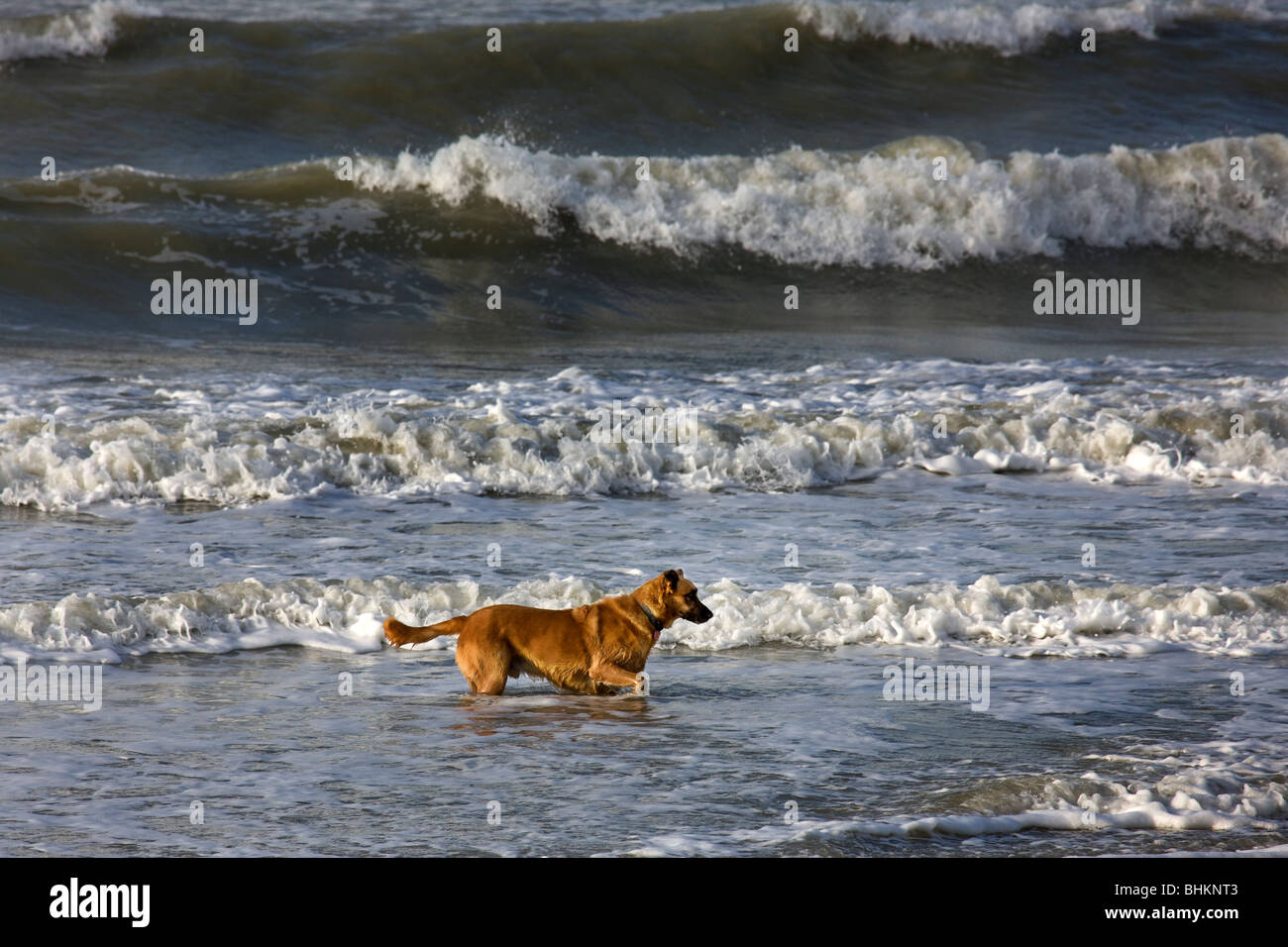 Pastore belga Malinois cane (Canis lupus familiaris) in acqua di mare, Belgio Foto Stock